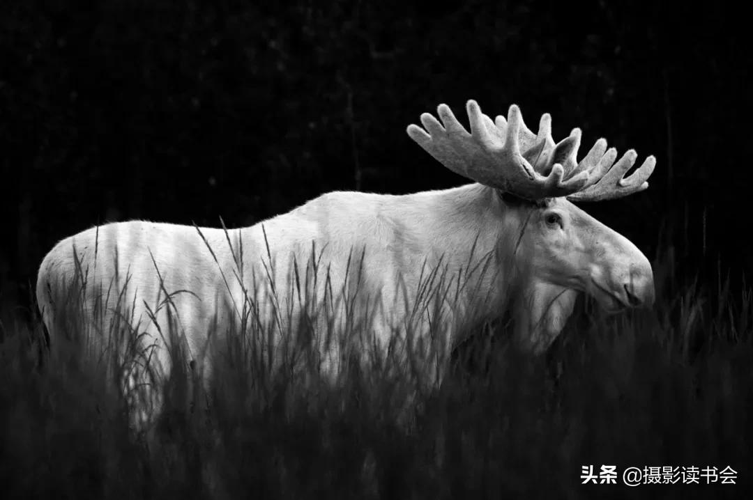 尼康拍野生动物,这位摄影师