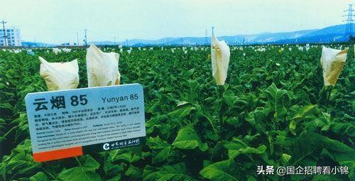 钱多事少离家近蛮荒记,钱多事少离家近一样都不沾边