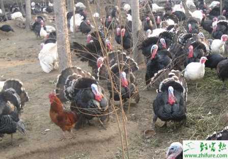 养火鸡需要办理什么手续,养火鸡应该注意些什么