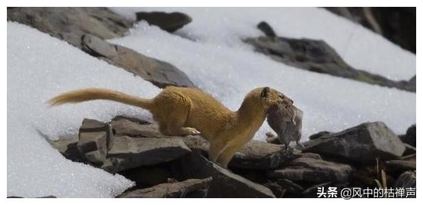 为什么迷信不能杀黄鼠狼,科学家为什么说黄鼠狼不能杀