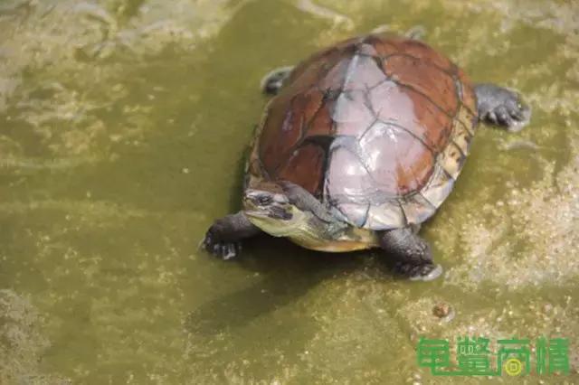蛋龟繁殖龟池设计图,室内养草龟龟缸设计