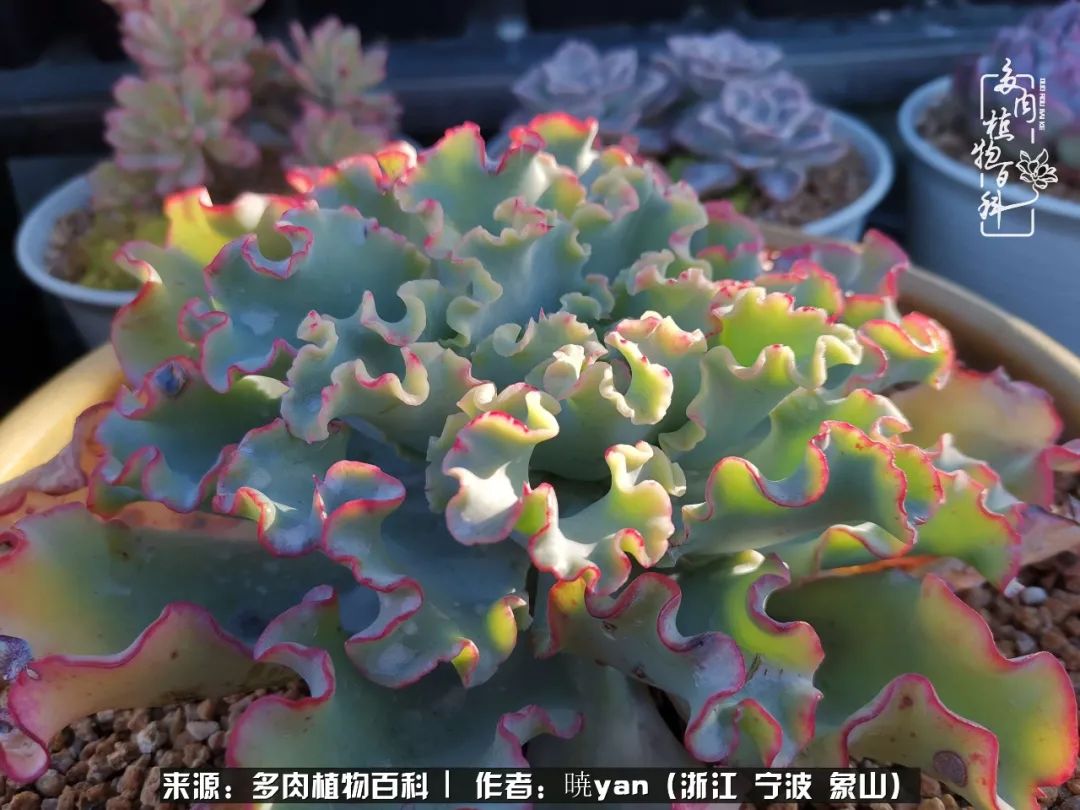 多肉初级入坑者,入坑多肉