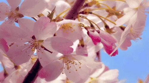 南阳赏花最佳地点,南阳春天赏花的地方有哪些推荐