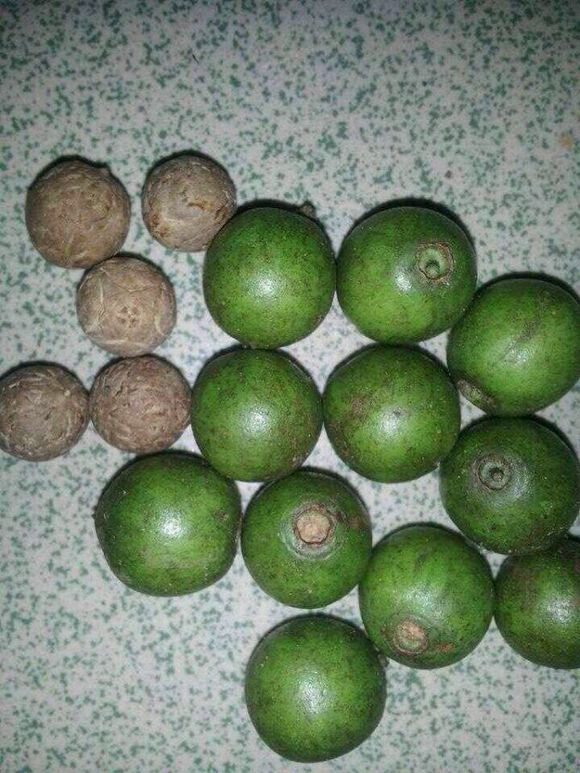 文玩菩提种类,文玩菩提子分类