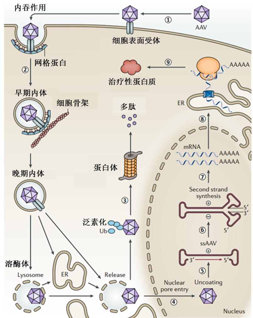 金斯瑞基因治疗发展,金斯瑞生物科技的未来
