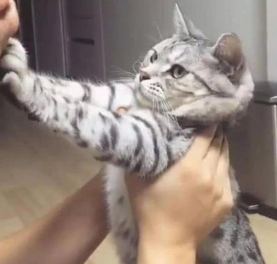 用舌头舔猫会怎样,舔猫头一口会有什么反应