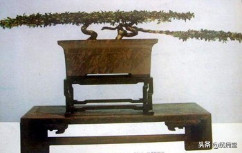 丛林式盆景欣赏,盆景欣赏及制作