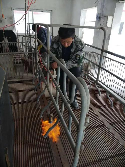 非瘟猪场怎样才能彻底消毒,弱毒非瘟猪场还有救吗