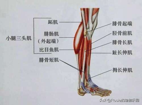 暴瘦肌肉小腿按摩,十分钟瘦小腿最快方法立马见效