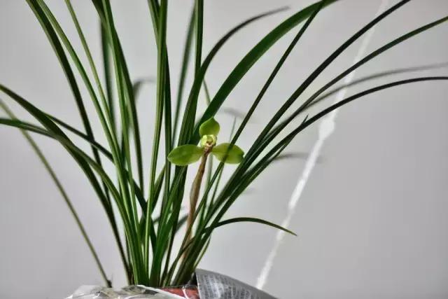 兰花生病长虫怎么办？养兰必知的病虫害和防治方法