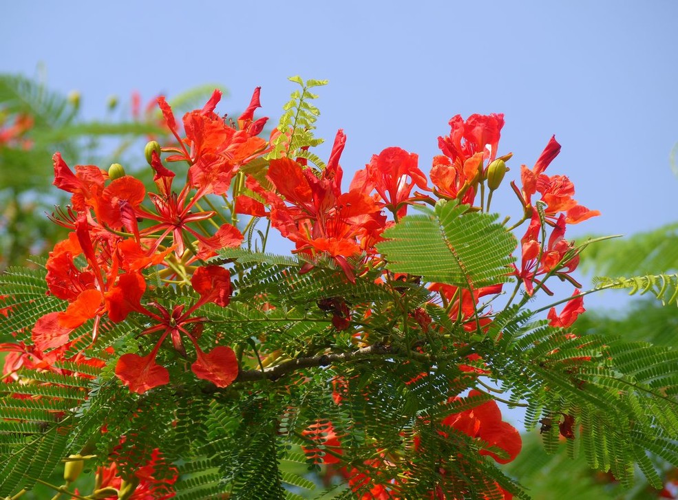 植物世界丨40款人见人爱的爆火花卉居然都是入侵植物，丢弃要犯罪