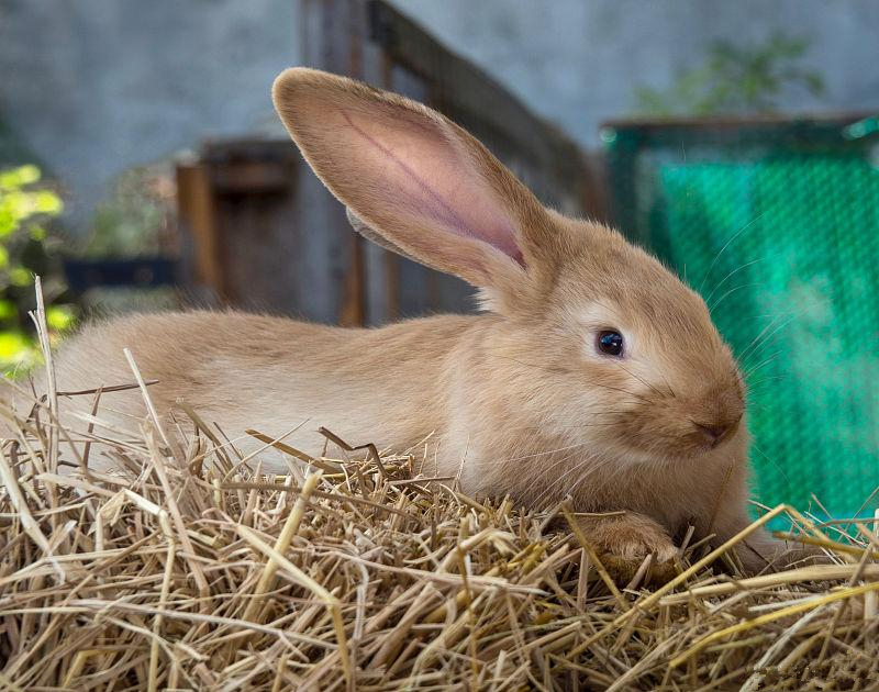 养兔饲料配制方法长得更快视频,养兔技术肉兔耗料低