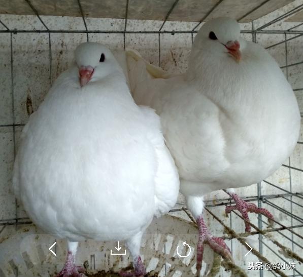 养鸽子经验和技巧视频,养鸽经验分享100条