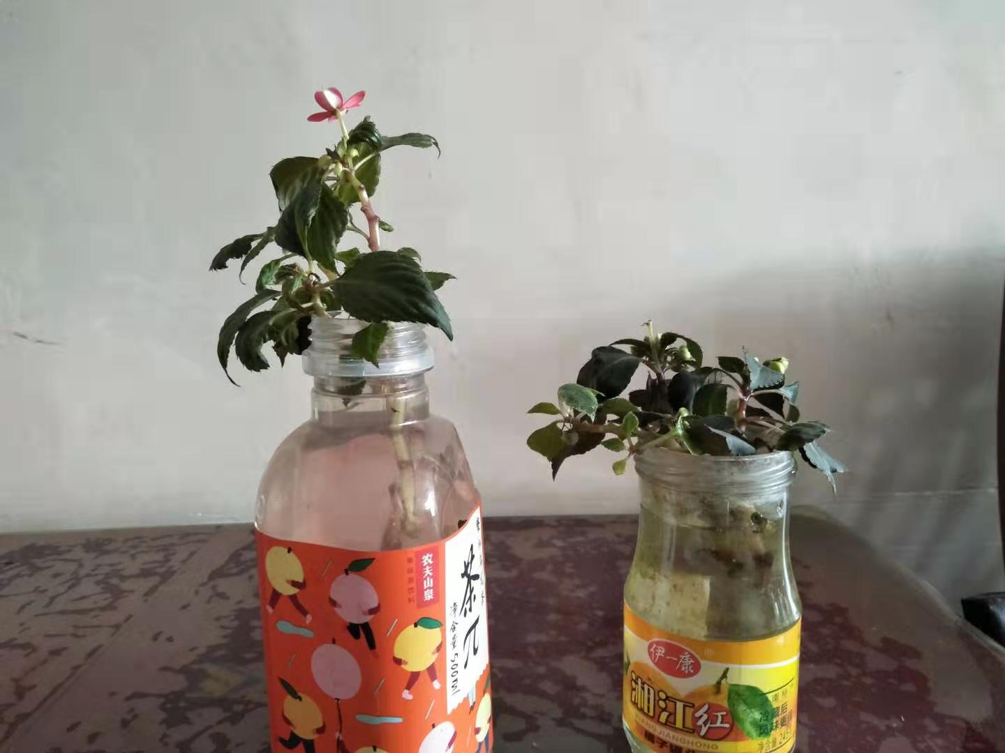 水梅花总是掉叶子,你是不是走进了这些误区?学会了就能爆盆