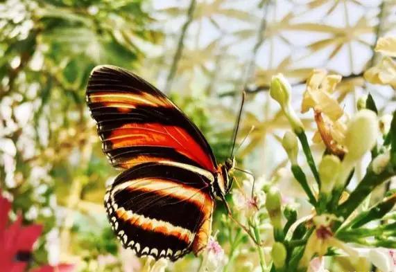 中文到底有多美诵读,中文到底有多美朗读配音