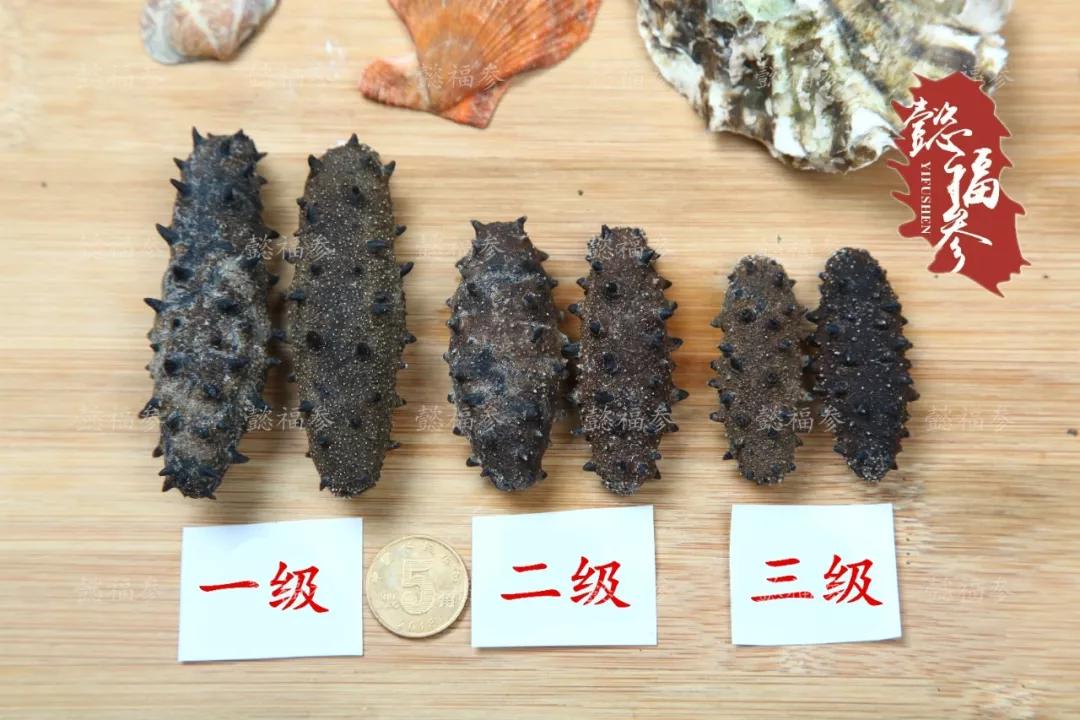 什么样的海参是比较好的海鲜,什么样的海参质量好有养分