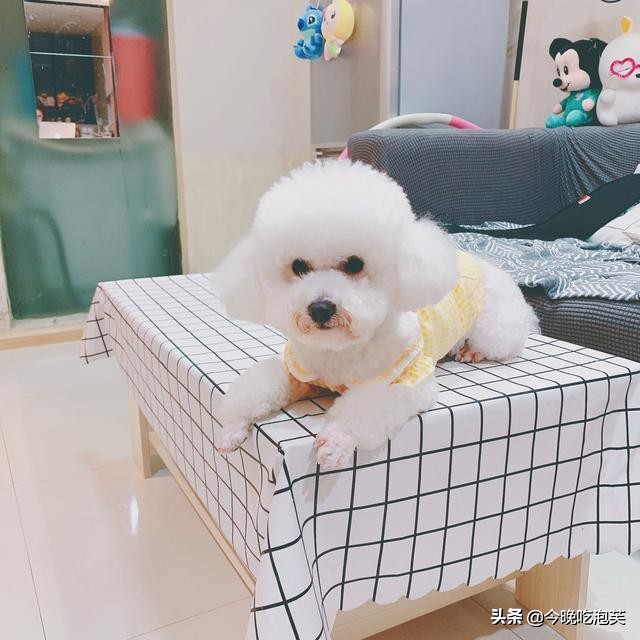 如何对待狗狗的暴脾气,怎么对待狗狗暴力