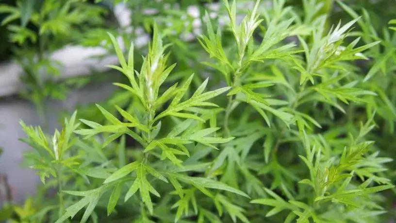 小红书糖丸,小红书最火抗糖推荐