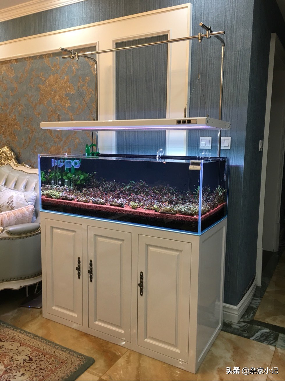 草缸辣椒榕大树造景,草缸辣椒榕怎么修剪