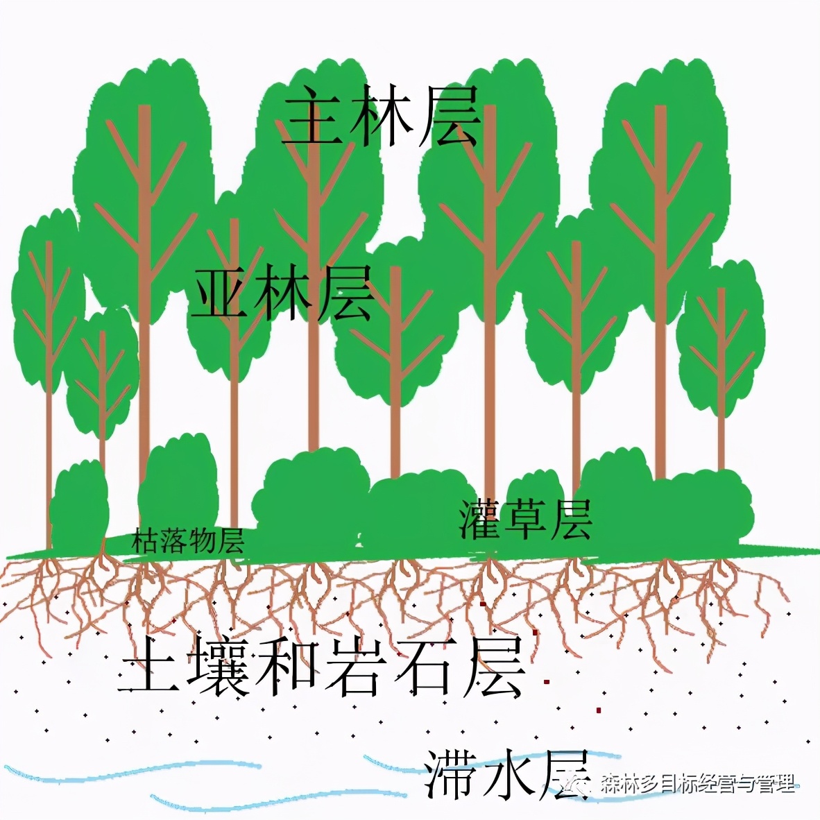 鏋楄崏妞嶇墿璧勬簮绉戞櫘,鏋楄崏鐭ヨ瘑棰樺簱