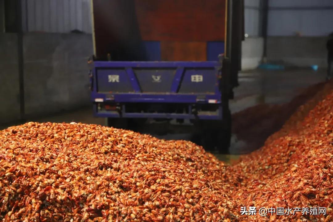 安徽省渔业协会,安徽渔业协会