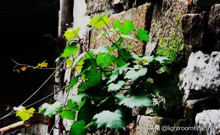 摄影光线运用,摄影拍出风的效果