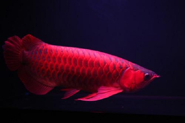 水库养鱼喂食什么鱼长得快呢,养鱼大户一般给鱼吃什么