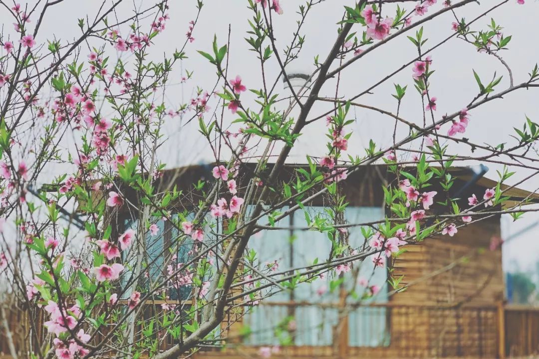 田园风光稻田帐篷,稻田星空露营基地
