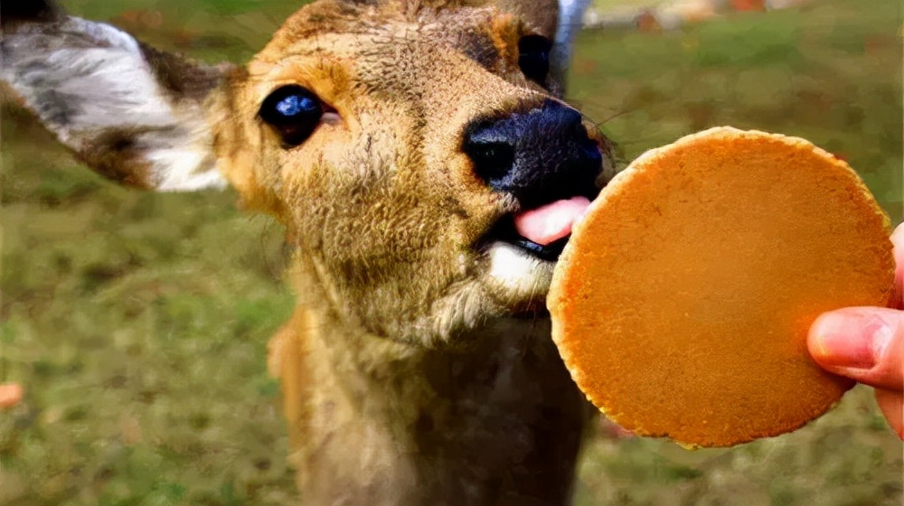 东南花都花博园景观,东南花都花博园