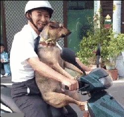 赔了20万！狗狗只是起身走了两步，老人摔成9级伤残！网友炸锅…