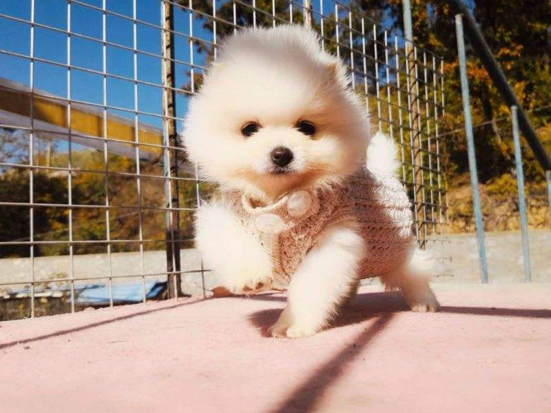 博美拉屎变得特别臭是什么原因,博美幼犬有体臭怎么办