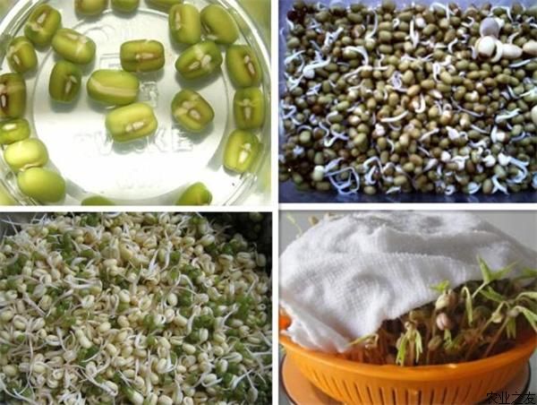 生豆芽小妙招,自己生豆芽防烂的妙招