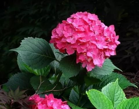 十种有毒的常见花卉植物,这几种带毒的植物家里一定不能养