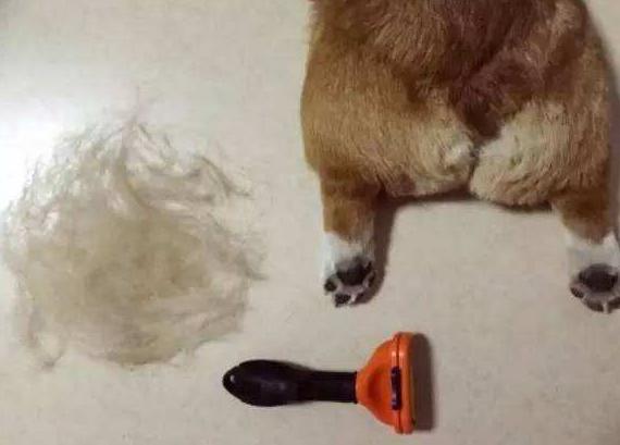 狗狗换毛季秃了,狗狗换毛期身上长斑怎么回事