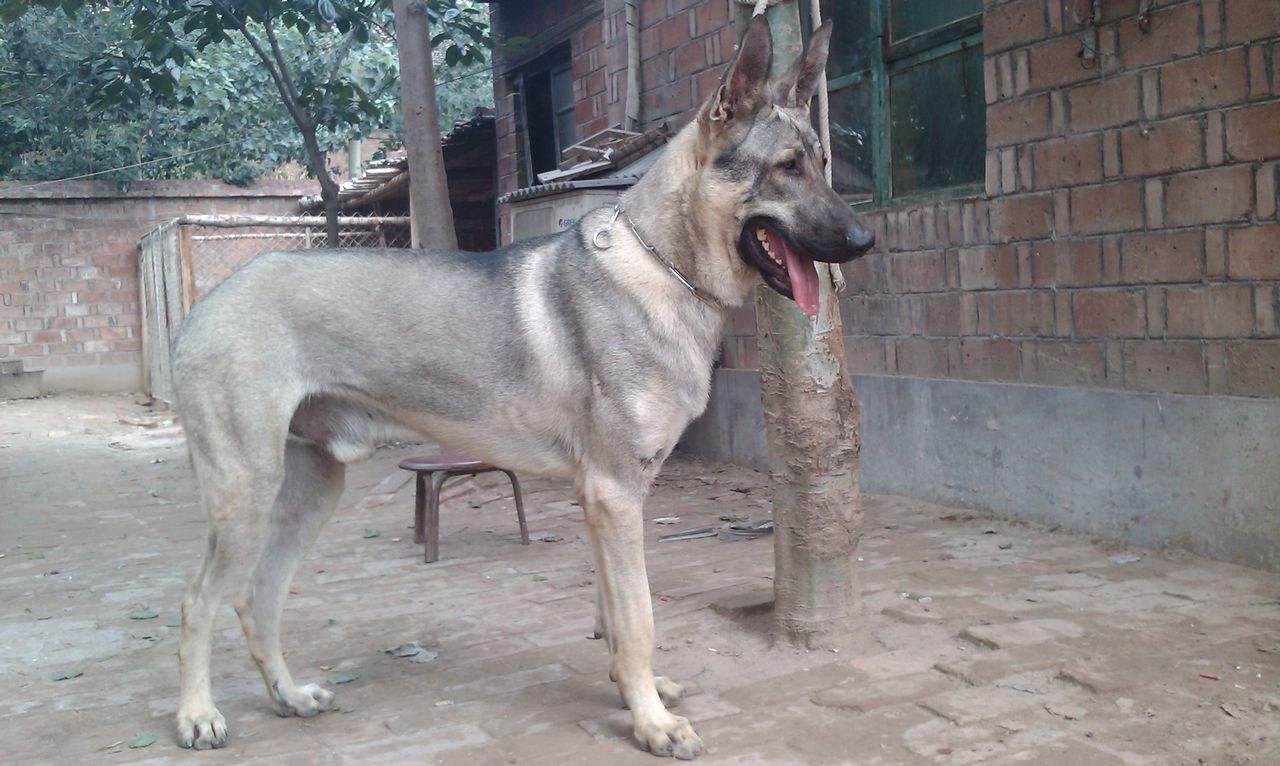 德牧和昆明犬狼青品系混血的后代,马犬德牧金毛拉布拉多狼青哪个好