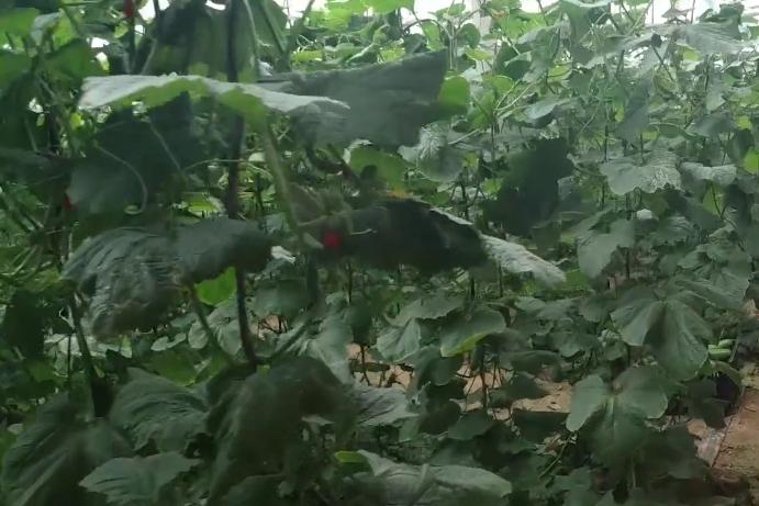 肥料不腐熟，叶片枯萎发黄，难道只能拔掉吗？教你一个补救措施