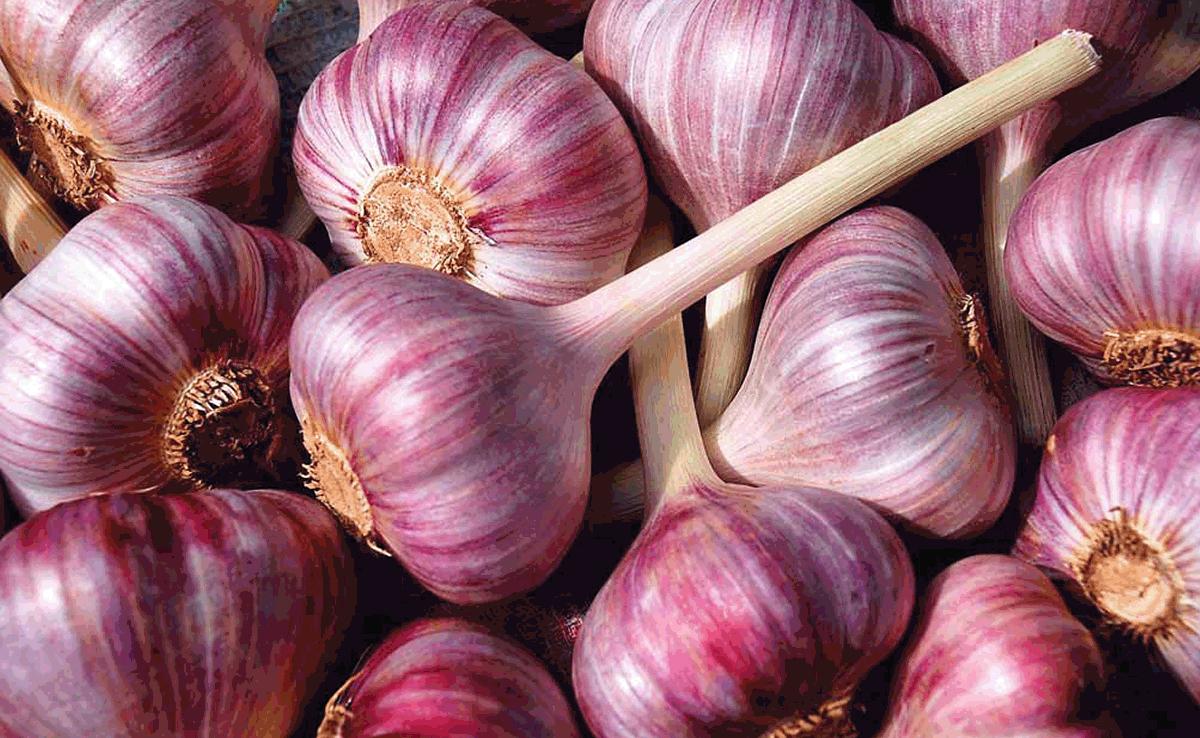 大蒜如何保存不发芽多种方法,大蒜保存不发霉的办法