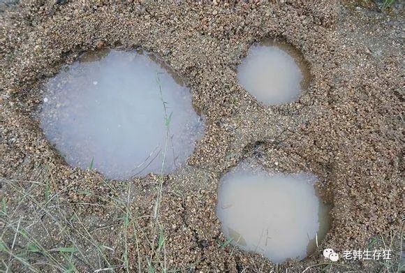 沙漠求生取水技巧,生存狂逃生技巧
