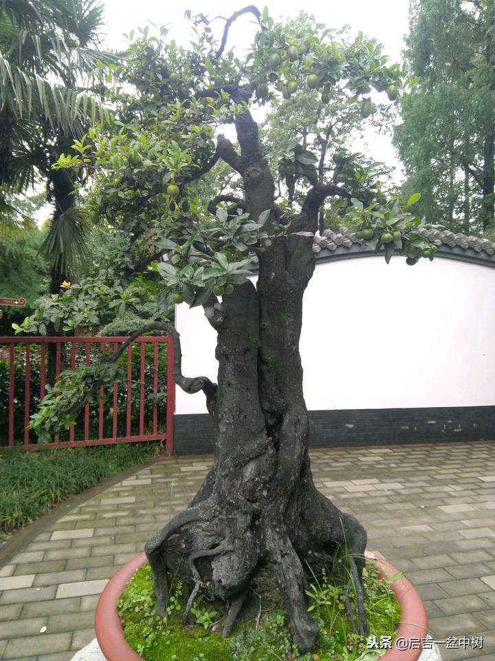 盆景欣赏直杆,双杆式直杆盆景的造型