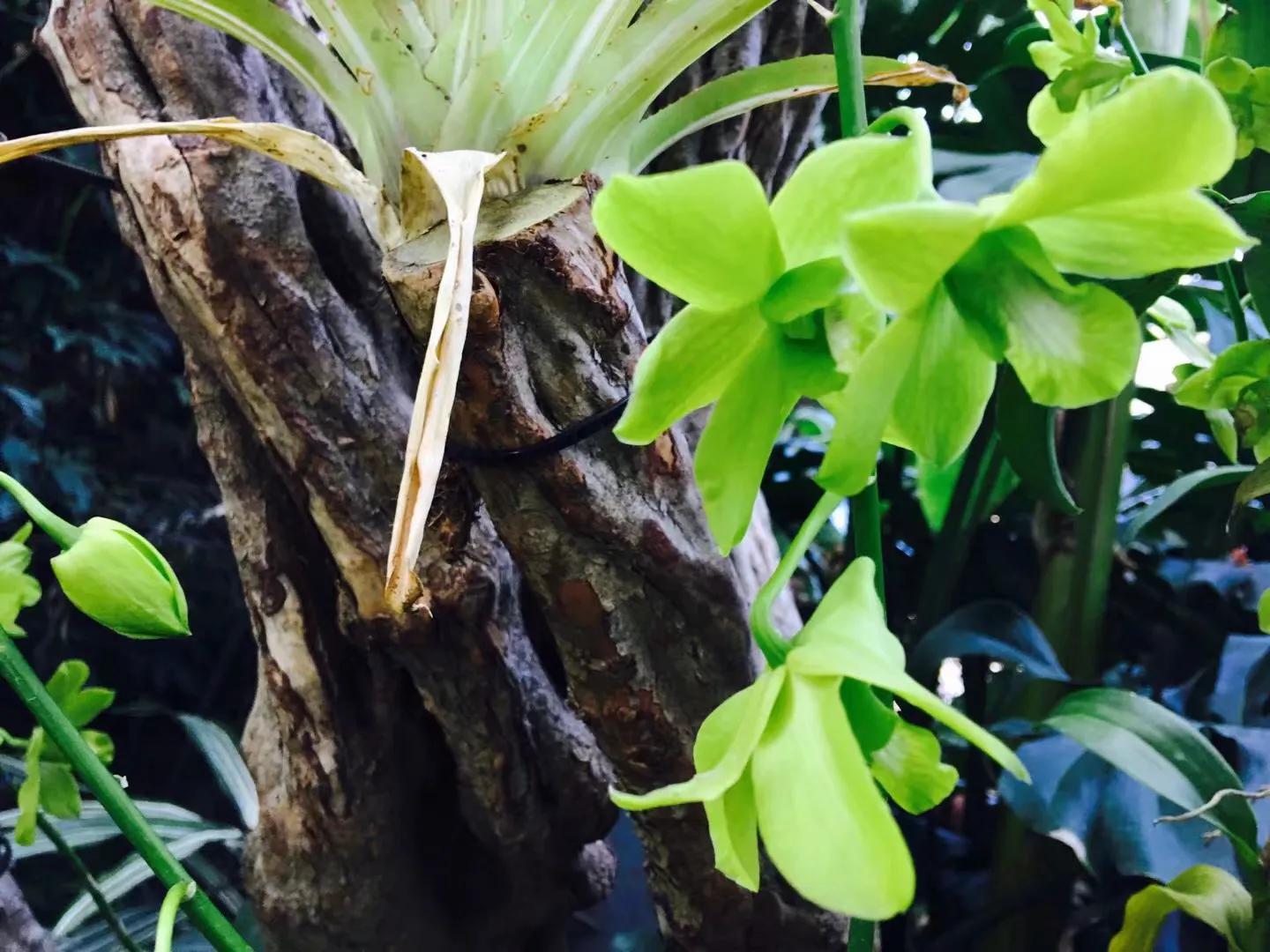 兰花最美的季节是冬季,北方冬季赏兰花