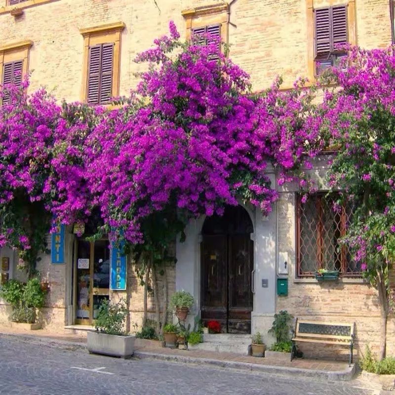 哪些花是开花机器,开花最香最好看繁殖能力还强的花