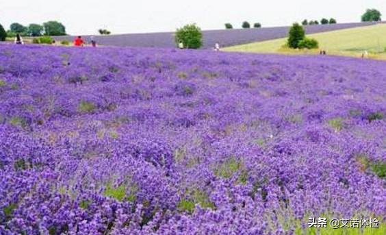 安徽旅行必去的10大景点,安徽旅行攻略必去十大景点