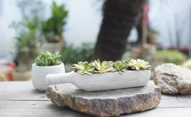 家里花瓶插花放点什么,创意养花花瓶