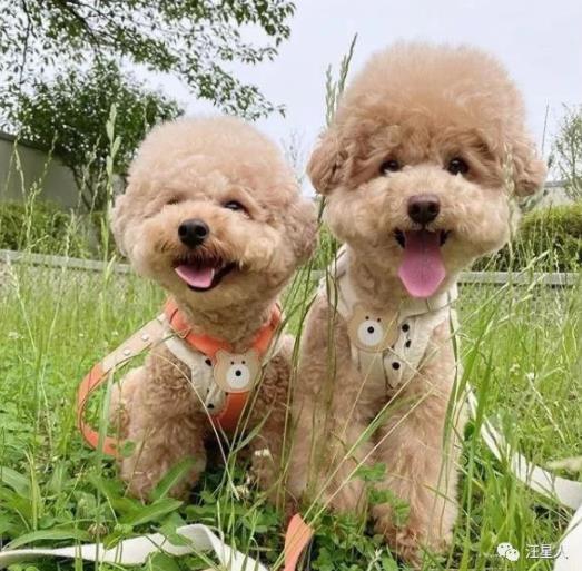 贵宾讨厌主人的表现,贵宾有哪些行为是代表它讨厌你