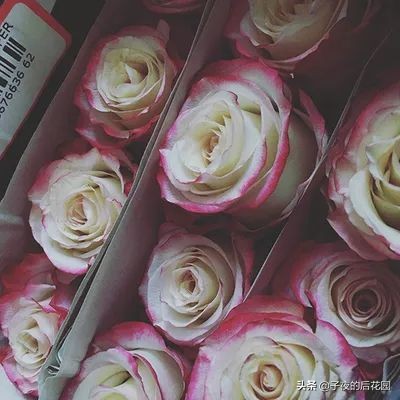 最好的进口玫瑰,进口玫瑰品种