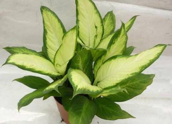 万年青烂根最好的处理方法,万年青根腐烂黄叶是什么原因