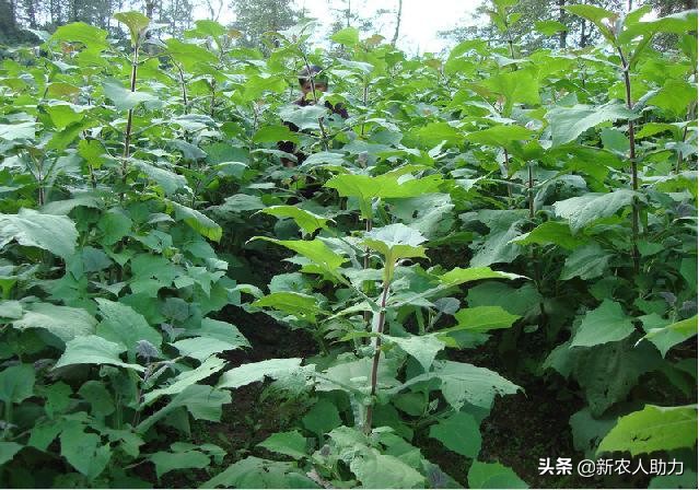 雪莲果种植时间和方法,雪莲果的种植时间与方法