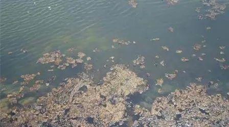 白带检查ph值异常,ph值异常怎么调