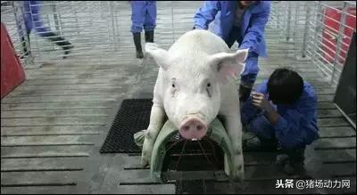 公猪精子的采集方法,公猪采集精子正规流程