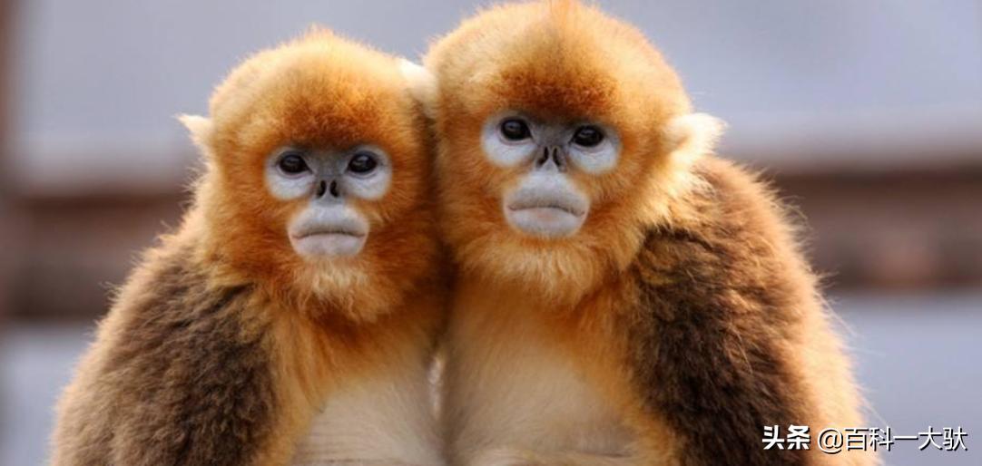 中国10大名山视频,中国10座山名山